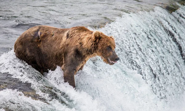 Barna medve folyó — Stock Fotó
