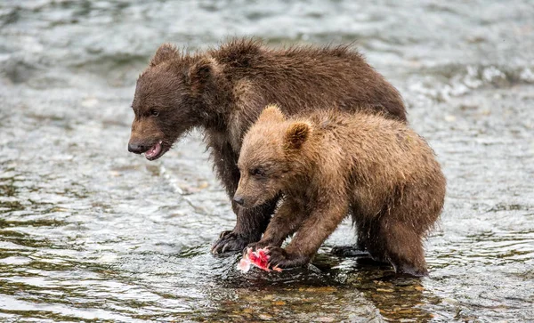 Cubs που τρέφεται με σολομό — Φωτογραφία Αρχείου