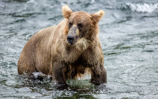 Oso pardo en el río — Foto de Stock