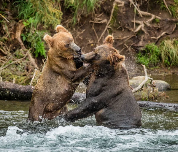 Dos osos pardos peleando —  Fotos de Stock