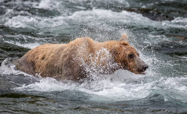 Brown bear shakes off water Royalty Free Stock Images