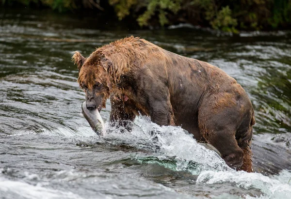 Бурый медведь с лососем Лицензионные Стоковые Изображения