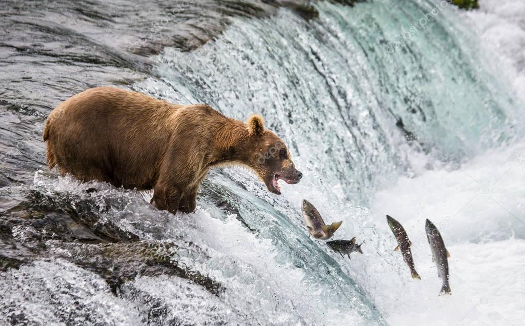 Brown bear catching salmon