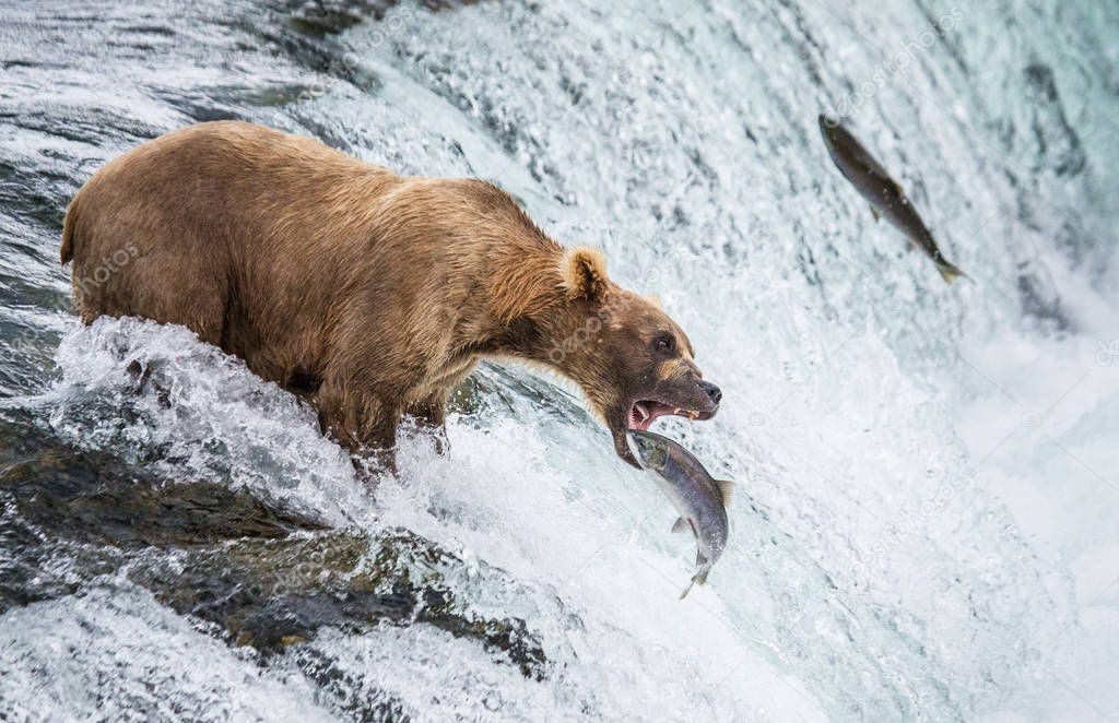Brown bear catching salmon