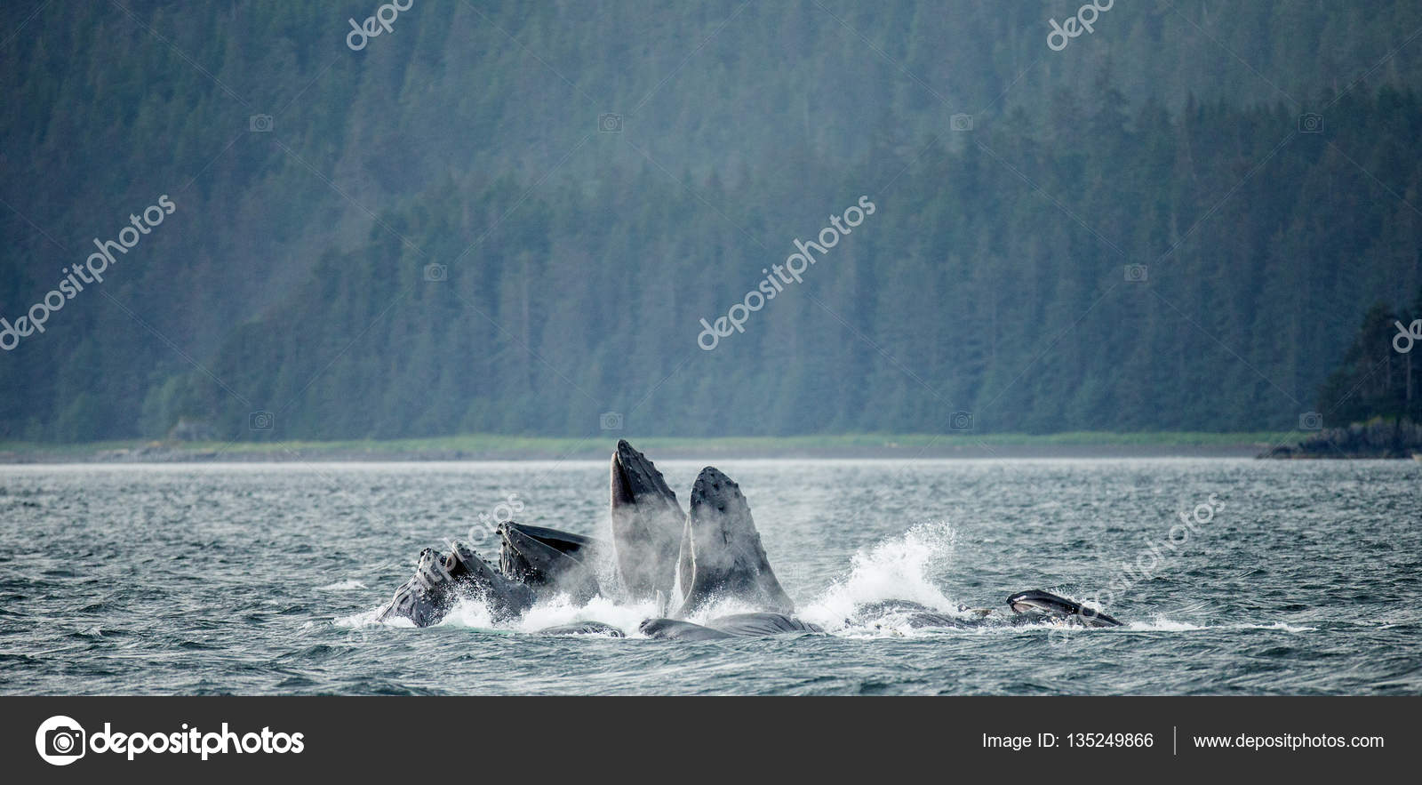 Humpback whales above water surface Stock Photo by ©GUDKOVANDREY 135249866
