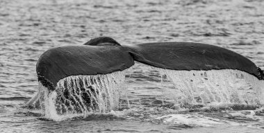 kambur balina kuyruğu