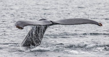 Tail of humpback whale clipart