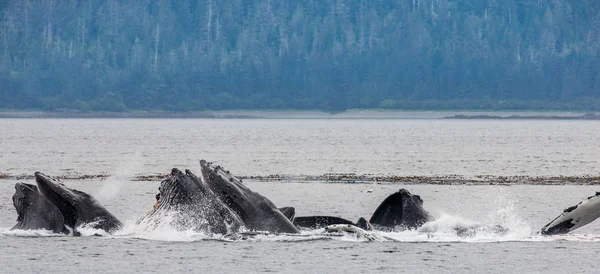 Ballenas jorobadas sobre la superficie del agua — Foto de Stock