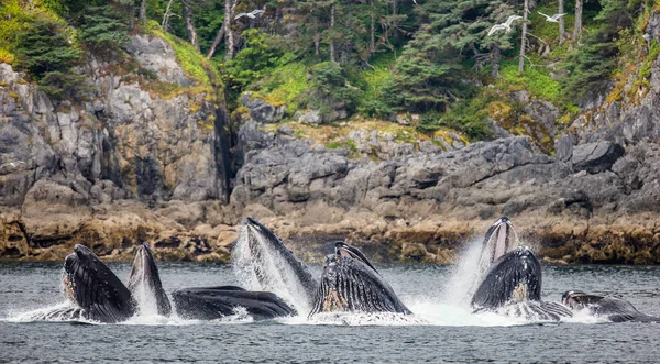 Humpback whales above water surface