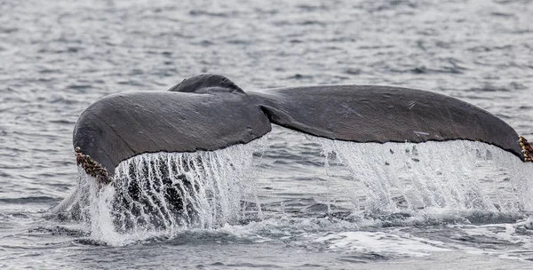 突背クジラの尾 — ストック写真