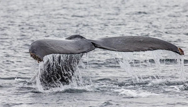 Tail of humpback whale