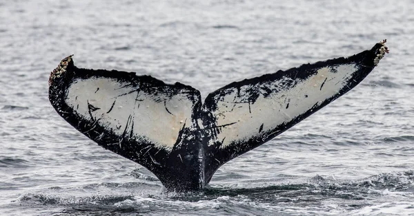 Tail of humpback whale