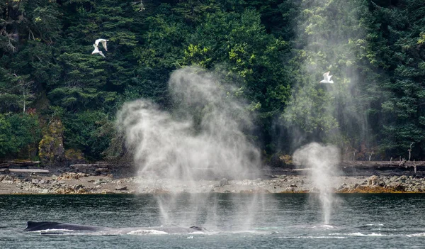 Balena megattere che fa uscire fontana — Foto Stock