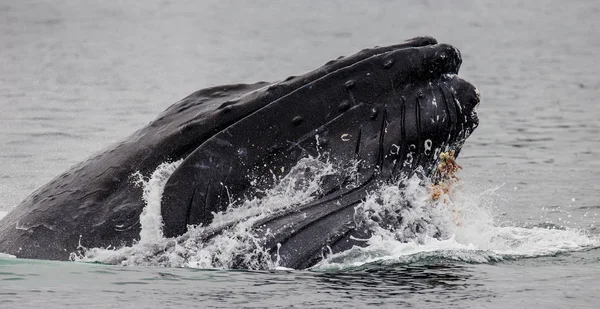 Горбатый кит над водой — стоковое фото