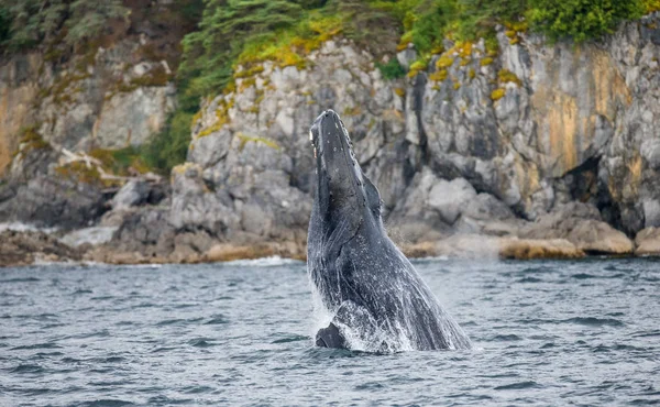 Прыгающий горбатый кит — стоковое фото