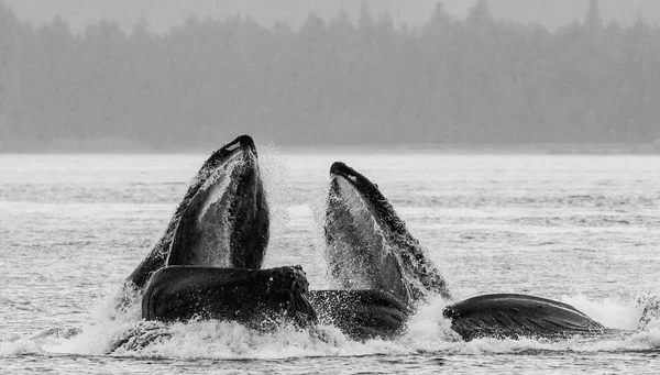 Ballenas jorobadas sobre la superficie del agua — Foto de Stock