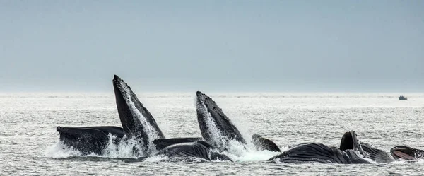 Ballenas jorobadas sobre la superficie del agua —  Fotos de Stock