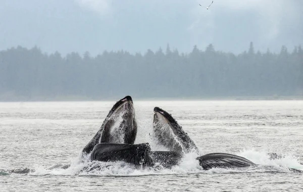 Rorquals à bosse au-dessus de l'eau — Photo