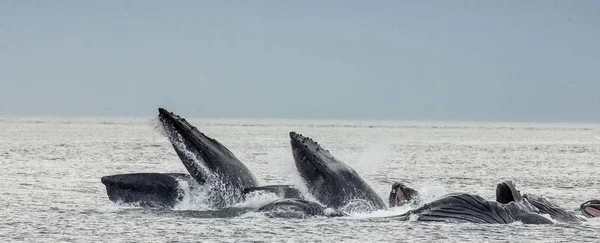 Горбатые киты над поверхностью воды — стоковое фото