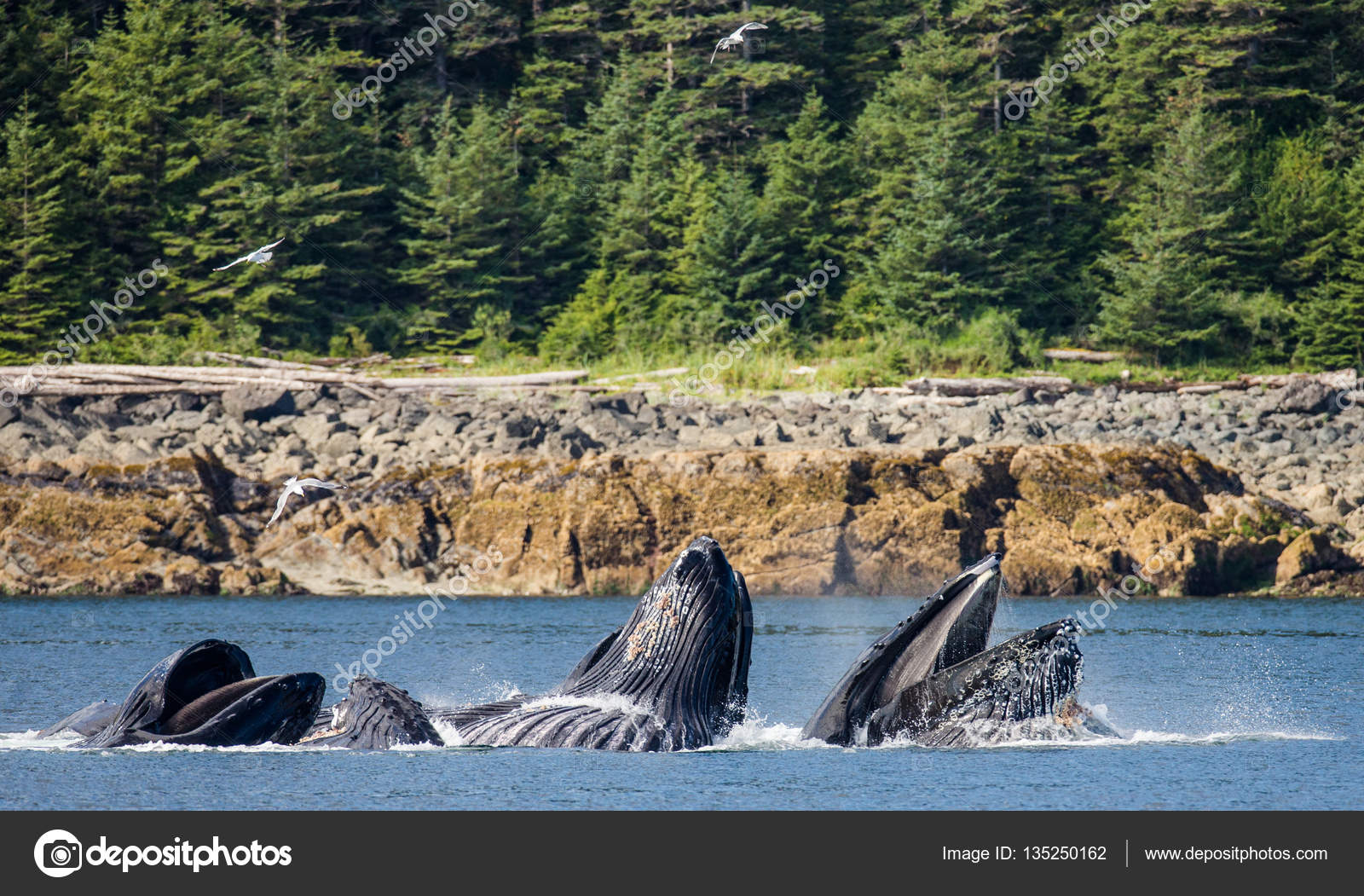 Humpback whales above water surface — Stock Photo © GUDKOVANDREY #135250162