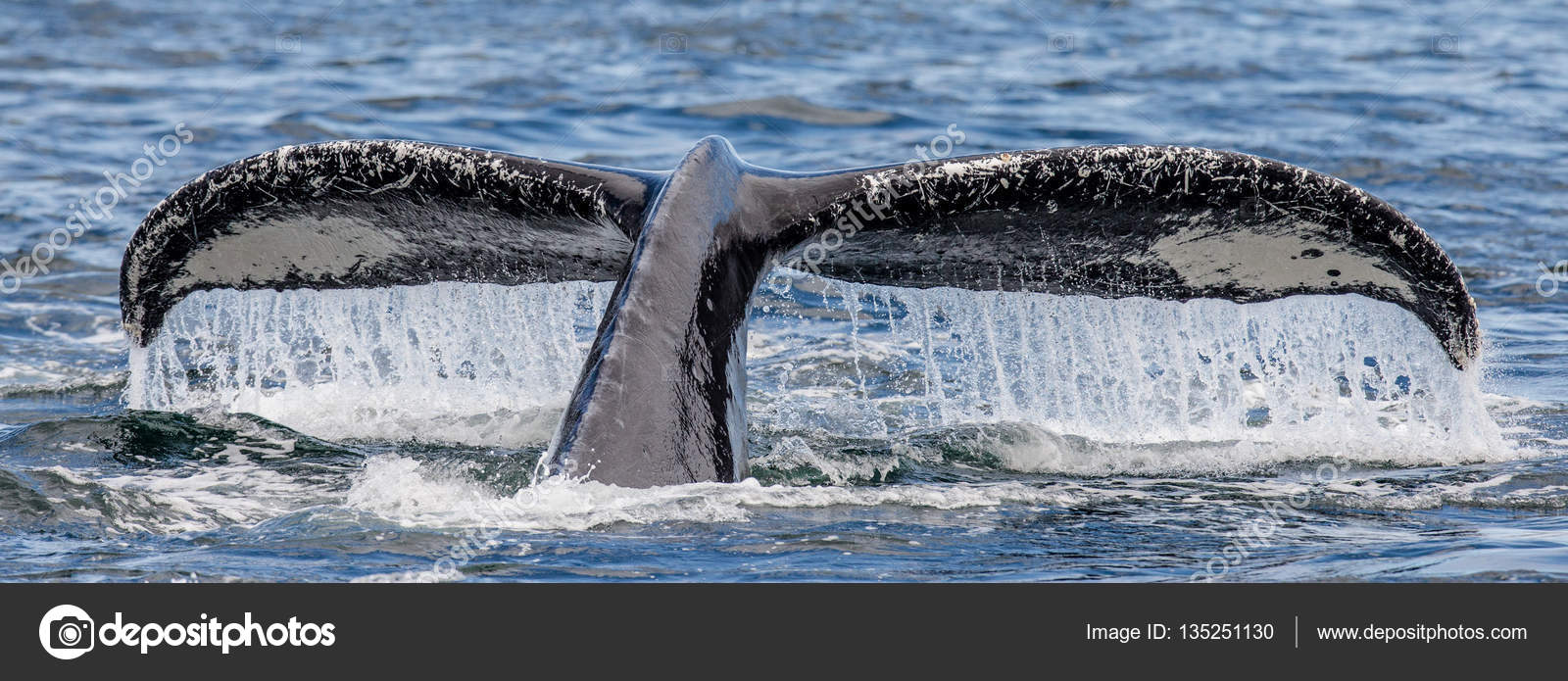 Tail of humpback whale — Fotografia de Stock