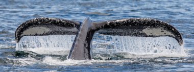 Tail of humpback whale clipart