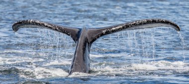 Tail of humpback whale clipart