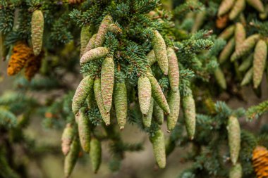kozalaklı çam dalı
