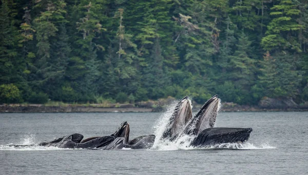 Humpback whales above water surface