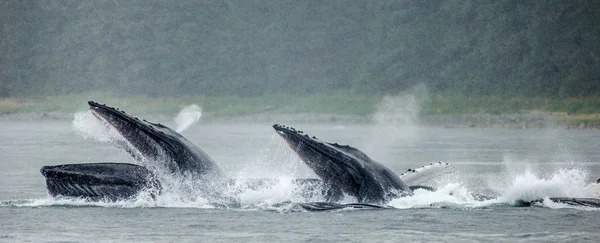 Balene megattere sopra la superficie dell'acqua — Foto Stock