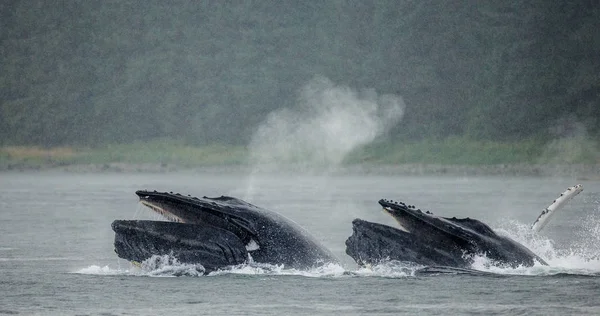 Ballenas jorobadas sobre la superficie del agua — Foto de Stock