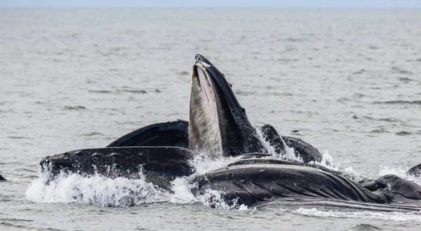 Kambur balinalar yukarıda su yüzeyi — Stok fotoğraf
