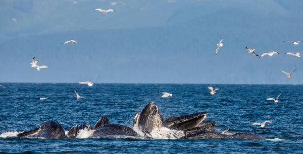 Balene megattere sopra la superficie dell'acqua — Foto Stock