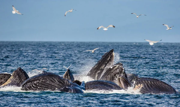 Ballenas jorobadas sobre la superficie del agua — Foto de Stock