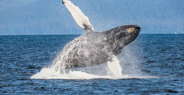 Jumping humpback whale — Stock Photo, Image