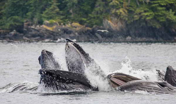 Baleias jubarte acima da superfície da água — Fotografia de Stock