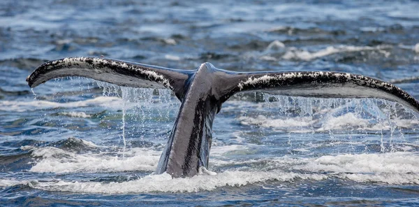 Cauda de baleia jubarte — Fotografia de Stock