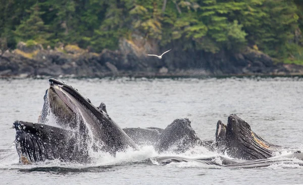 Balene megattere sopra la superficie dell'acqua — Foto Stock