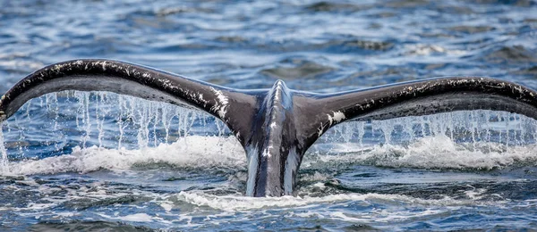 Tail of humpback whale — Stock Photo, Image