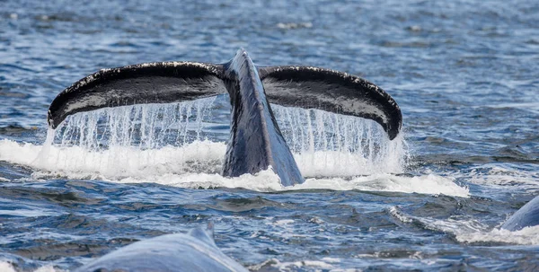 Tail of humpback whale — Stock Photo, Image