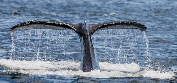 Tail of humpback whale