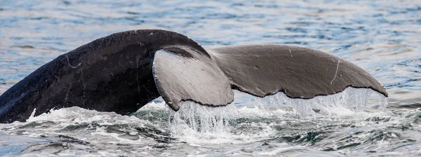Kambur balina kuyruğu — Stok fotoğraf