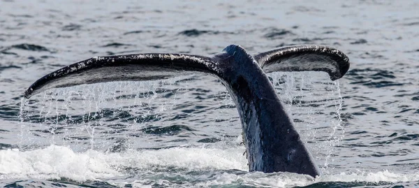 Хвіст горбатого кита — стокове фото