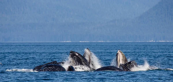 Ballenas jorobadas sobre la superficie del agua — Foto de Stock