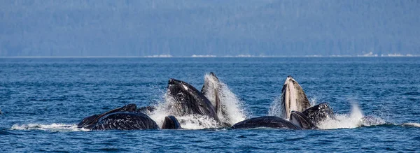 수 면 위에 향유 고래 — 스톡 사진