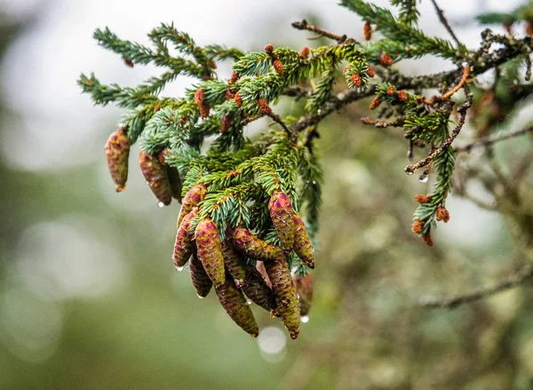 Ramo de pinheiro com cones — Fotografia de Stock