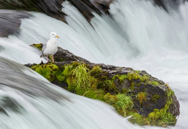 Seagull stående på rock — Stockfoto