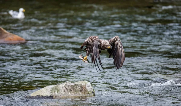Αετό που πετάει με θήραμα — Φωτογραφία Αρχείου
