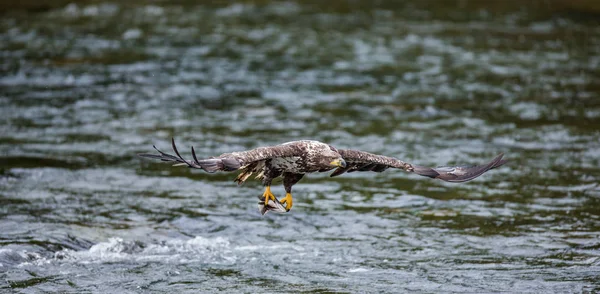 Bir avla uçan kartal — Stok fotoğraf