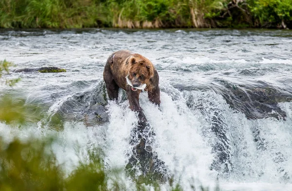 Brown bear catching salmon — Stock Photo, Image
